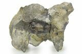 Fossil Ptyocephalus Trilobite - Fillmore Formation, Utah #286560-1